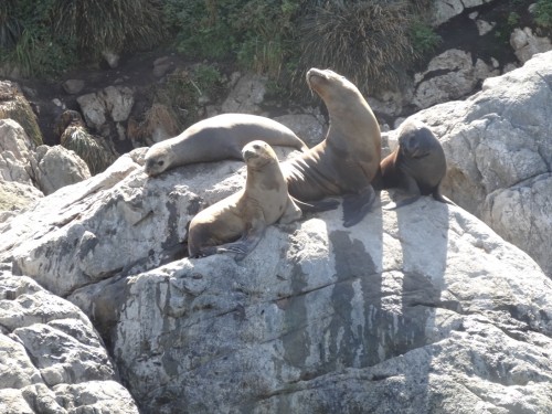 RinconAustral