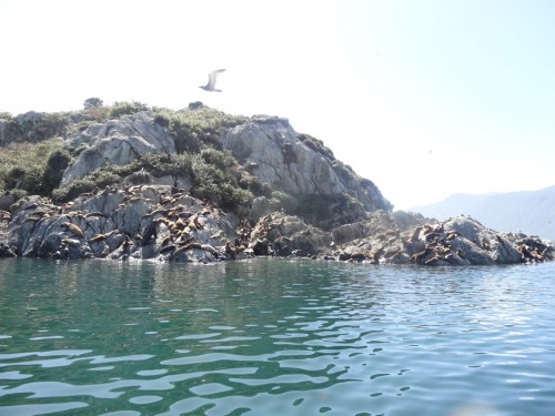 RinconAustral